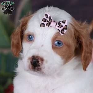 SERENITY, Mini Golden Mountain Doodle Puppy